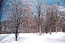 tree line
      in the snow